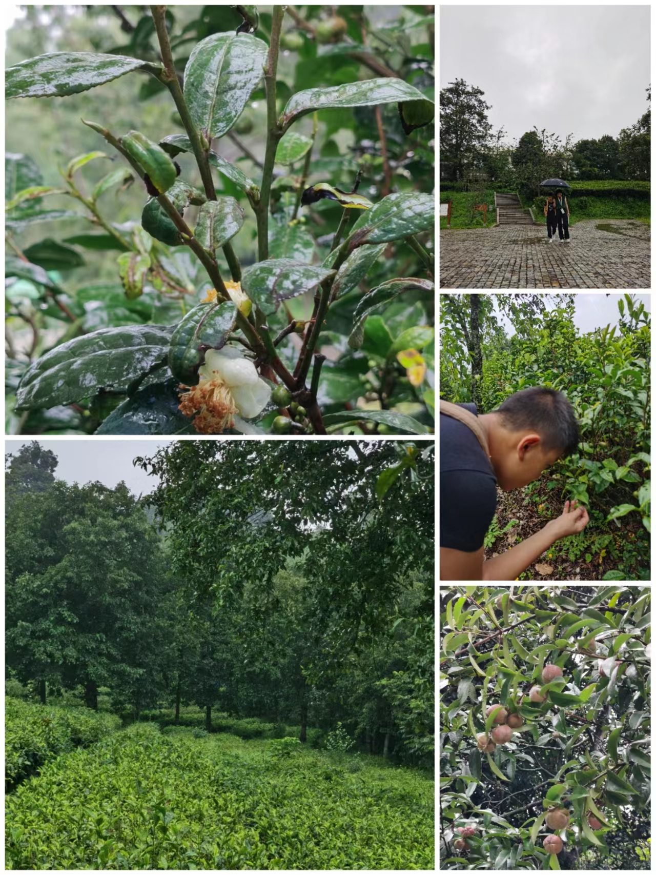 峨山云茶山庄茶地雪景,峨山县云茶山庄景区8月