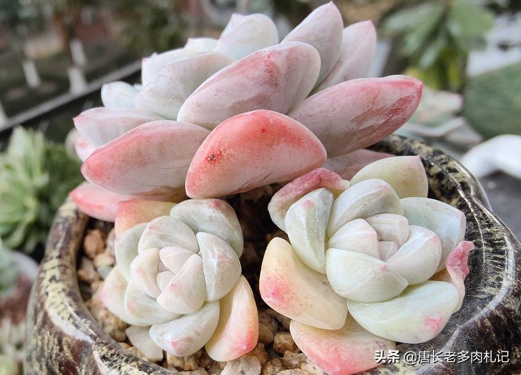 多肉丢在土里就行了吗,多肉遗弃大棚