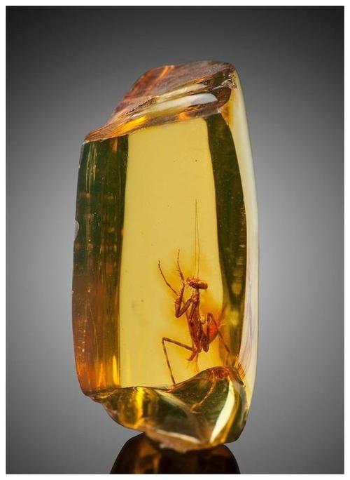 琥珀的鉴定书有假吗,琥珀留光鉴定