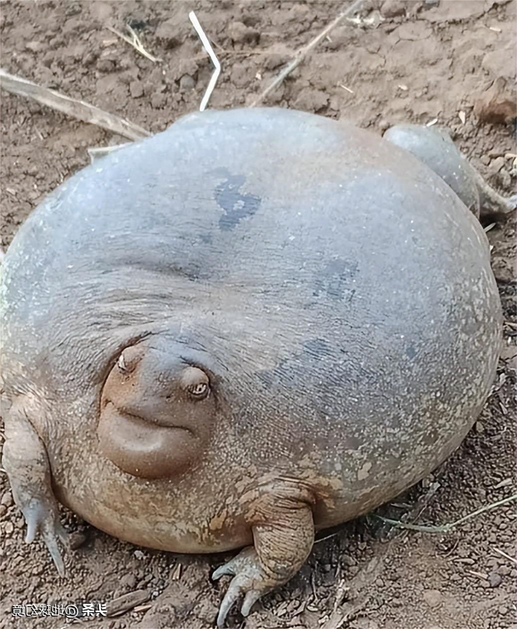 一张图看懂神奇动物,这些罕见的神奇动物到底有多可怕
