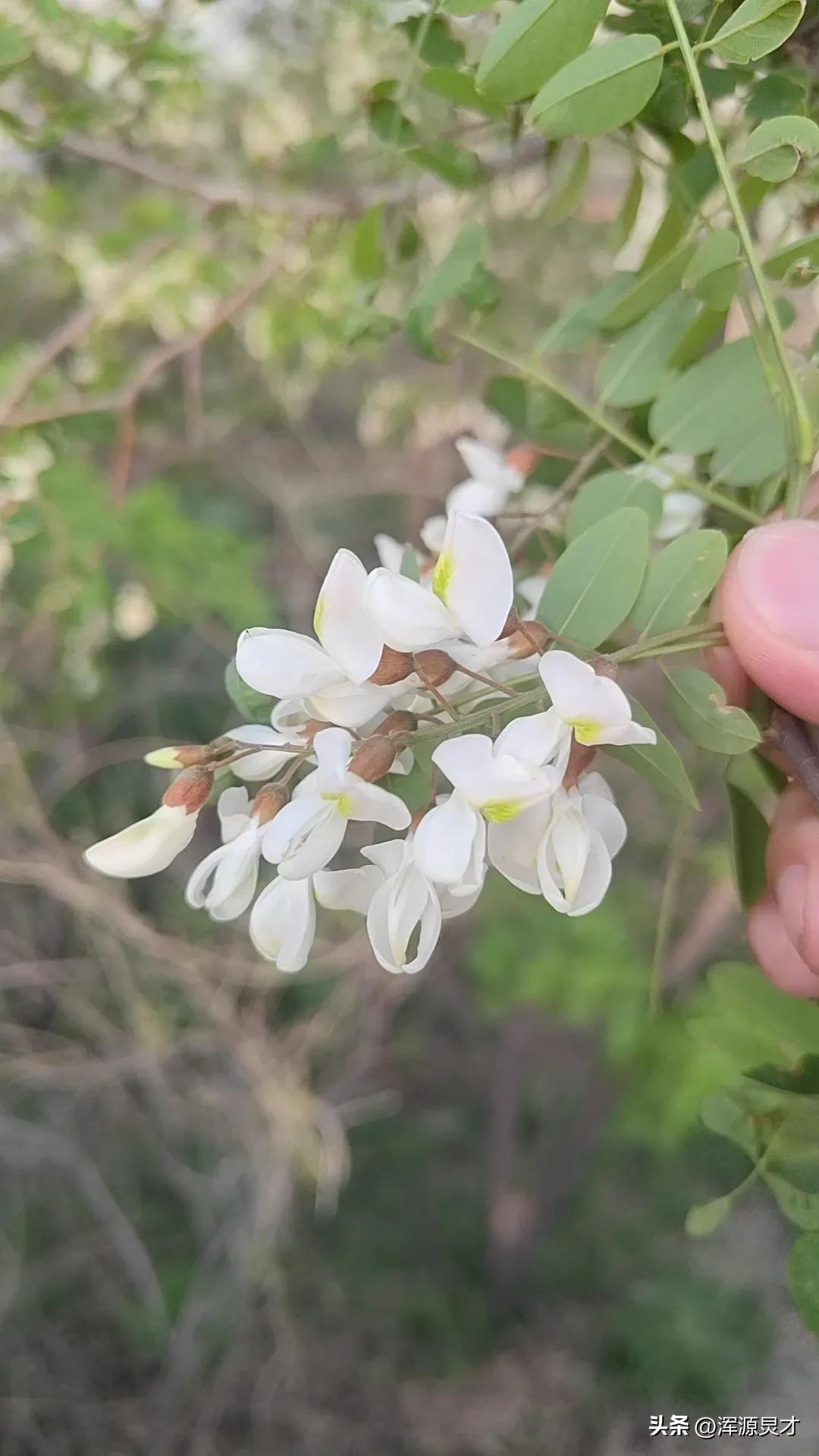 兑镇今天赶集吗,引镇赶集