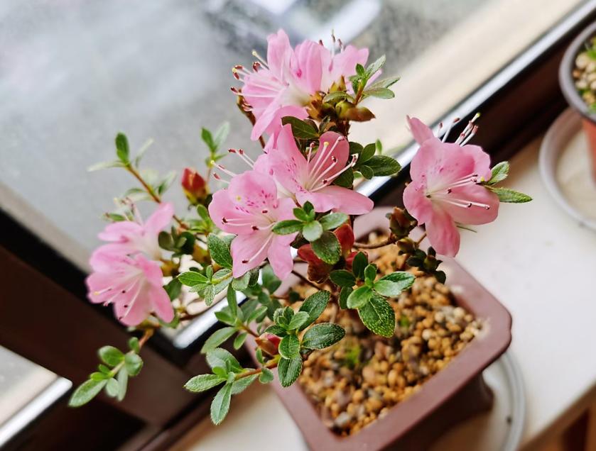 小院大门口种什么爬藤花漂亮,院子做花园