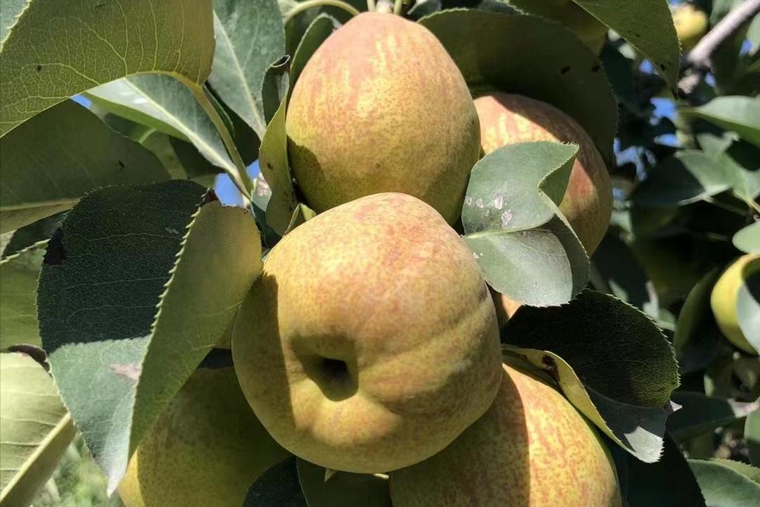 价格走高,梨果“涨声一片”,库尔勒香梨凭什么卖4元/斤的高价?