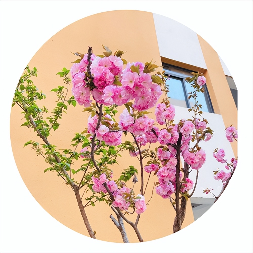 西安市浐灞第一中学2019届,西安浐灞第一中学