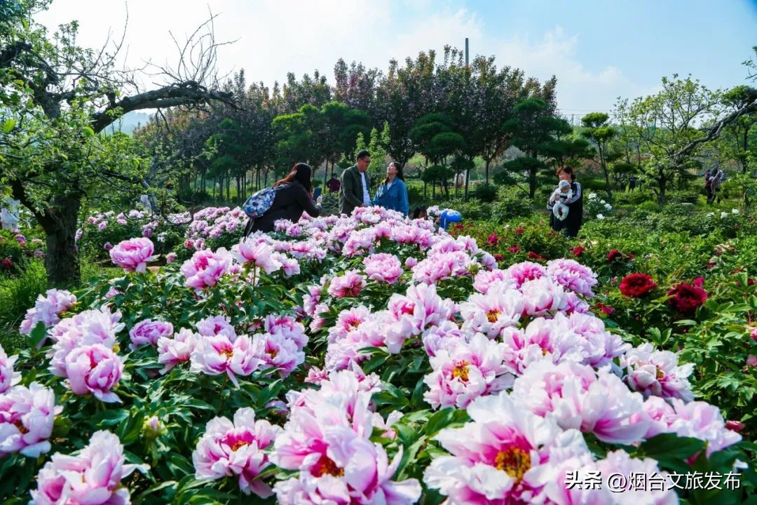 烟台旅游十大必去景点招远,招远黄金节值得去吗