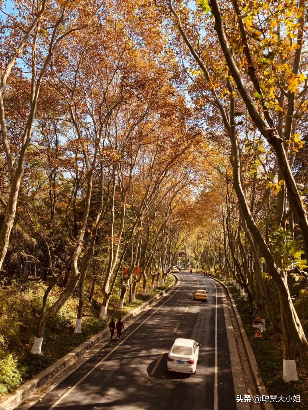 南京赏秋枫叶,南京秋天赏枫叶好去处