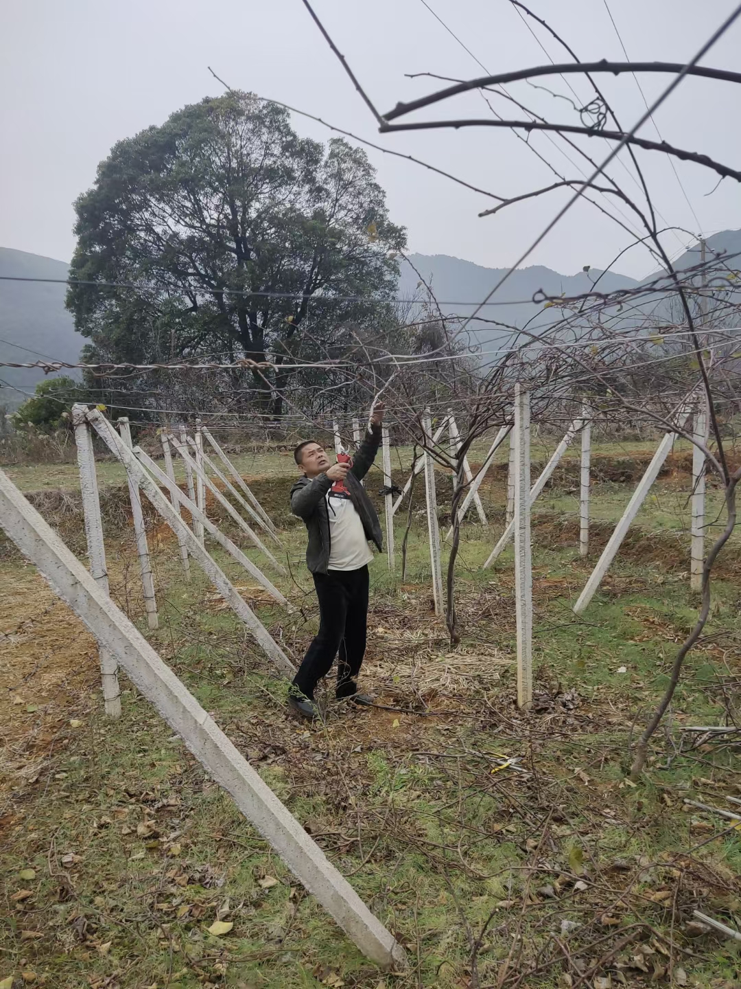 贺州市平桂区高素质农民培训先进事迹（种植一班·李春和）