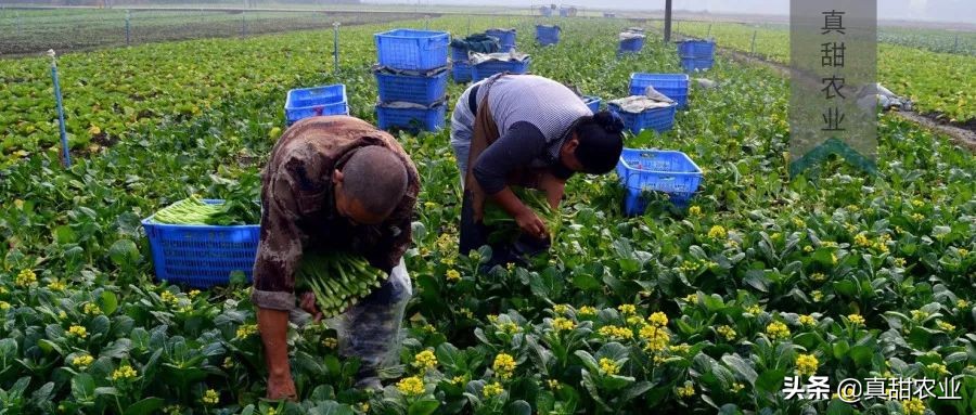 为什么蔬菜市场菜价不稳定,菜价轮番上涨怎么保住