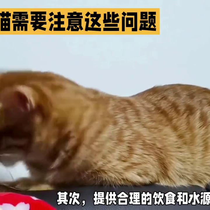 橘猫饲养方法,新手养橘猫注意事项
