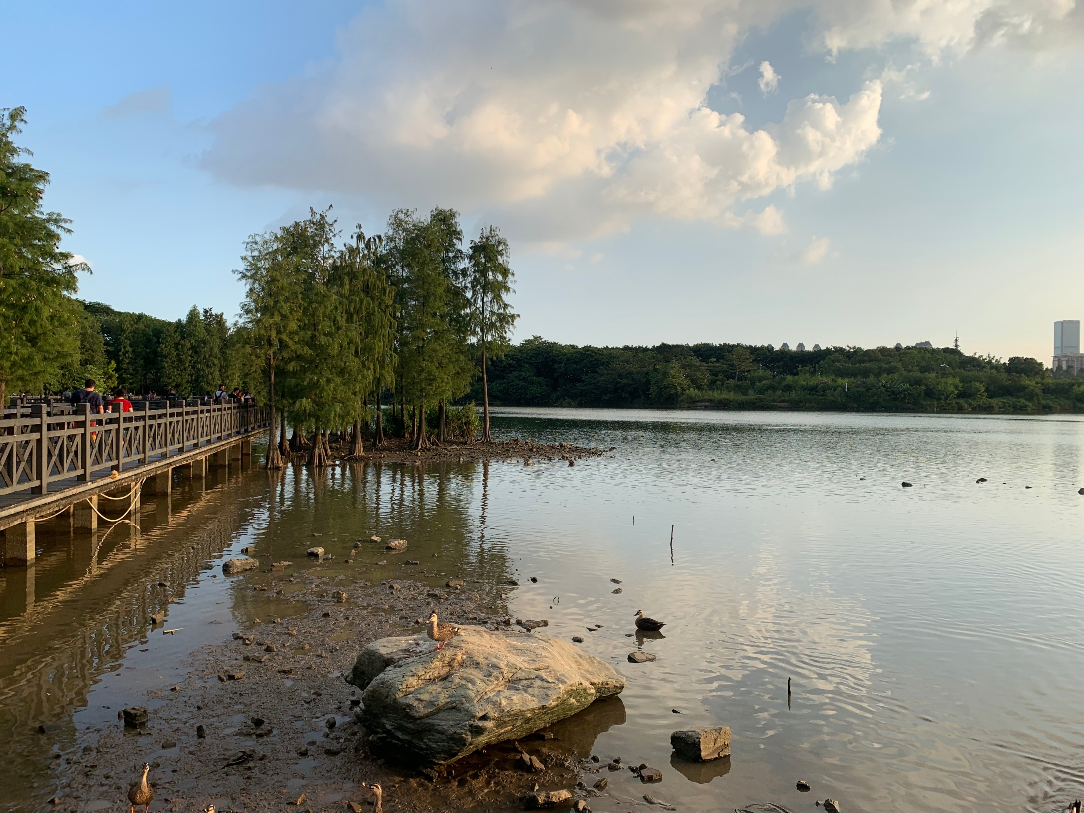 2022海珠湖公园春节游玩,海珠湖湿地公园最佳游玩时间