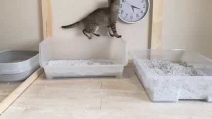 猫咪吃饭的十大怪癖 (猫咪的七大怪癖喵了个咪)