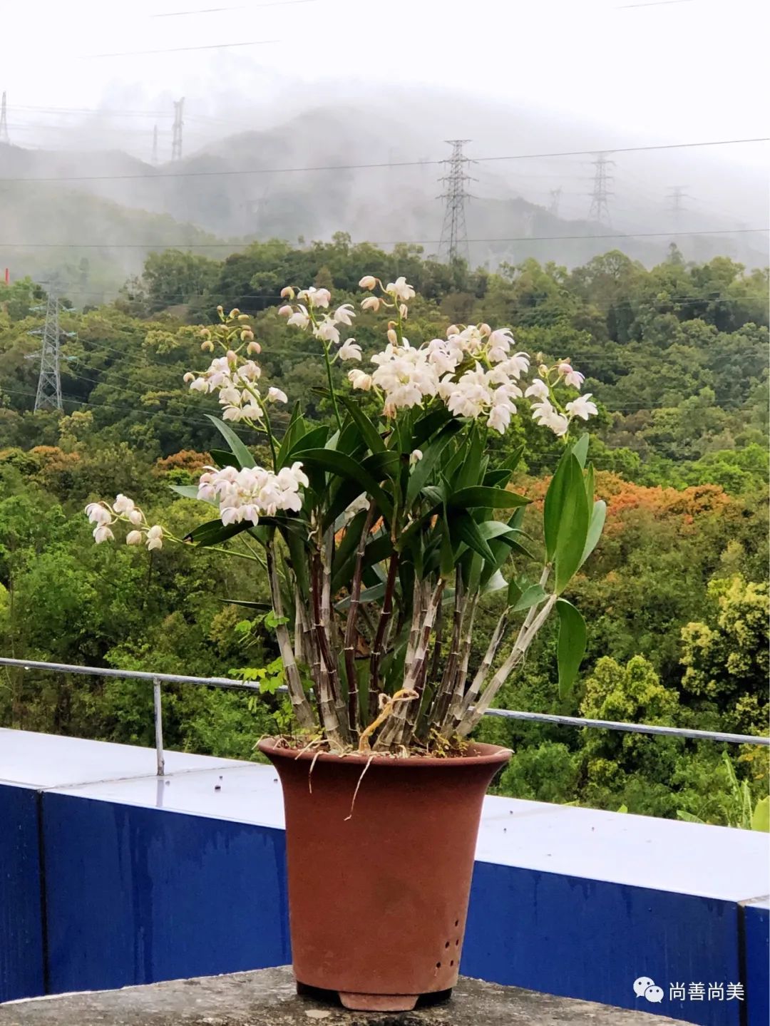 我养的兰花开花了说说,七彩香水石斛开花