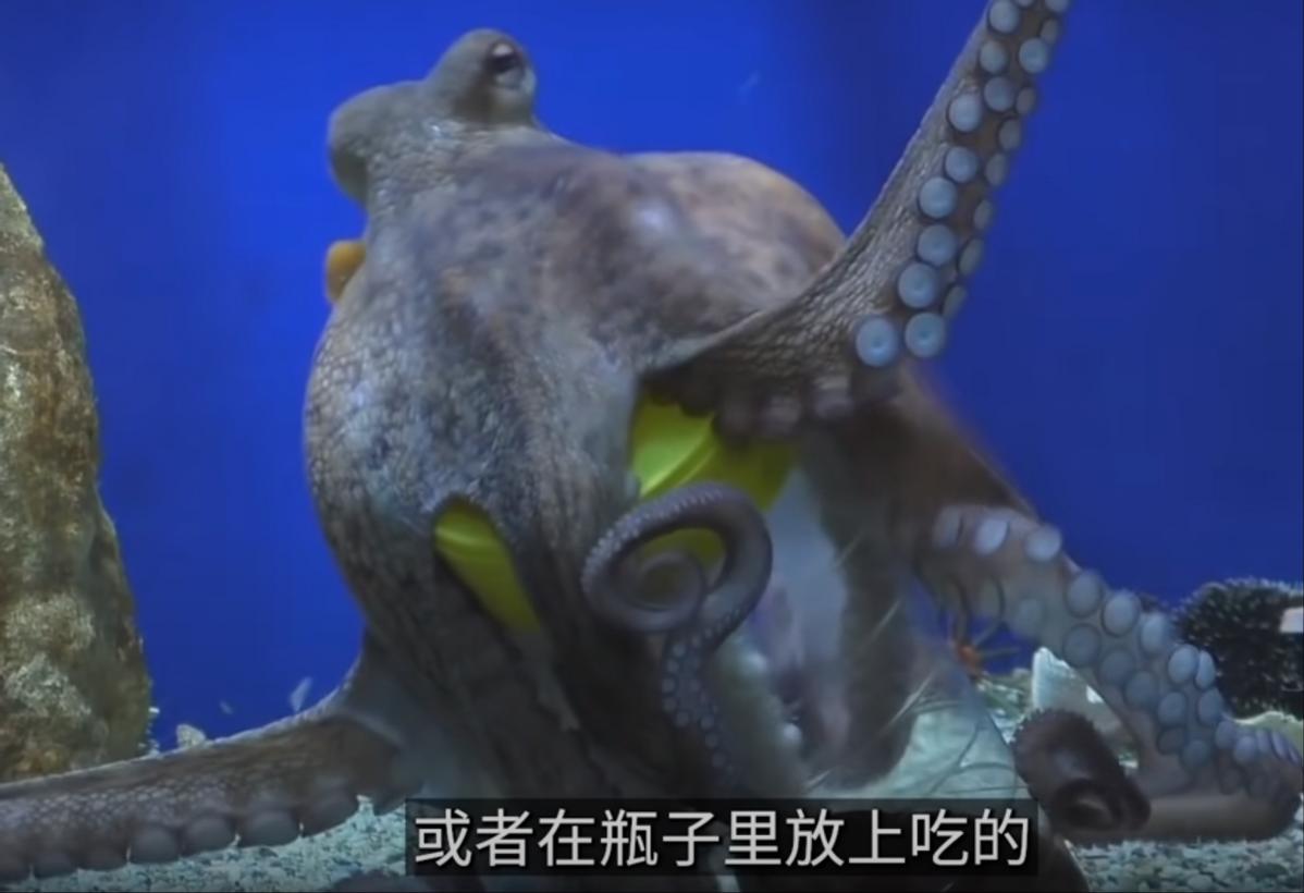 智商超群的章鱼,可能来自外星?为何它们交尾后会选择自杀?