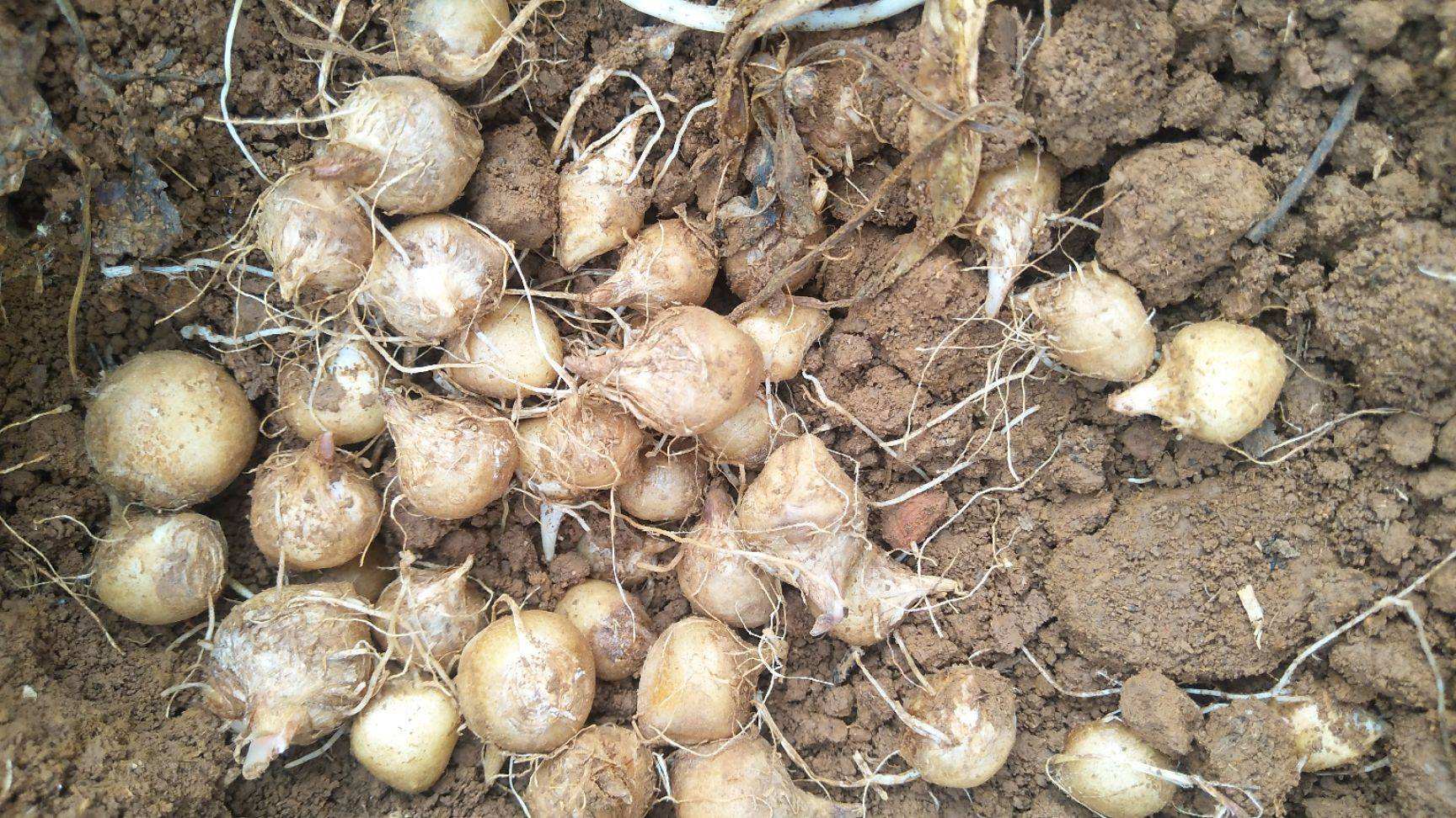 鍐滄皯鎸栦竴鏂ゅ崐澶忓彲鍗栧灏戦挶,鍐滄潙鐢熸椿鎸栧崐澶忚禋閽卞悧