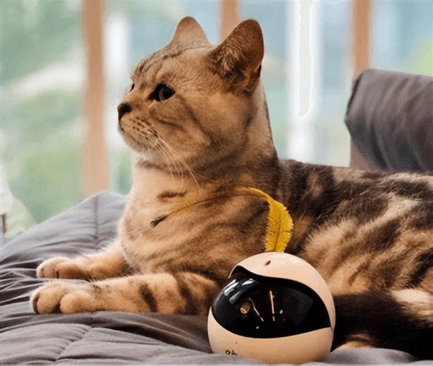 猫咪喜欢的玩具测评,猫咪喜欢的玩具颜色