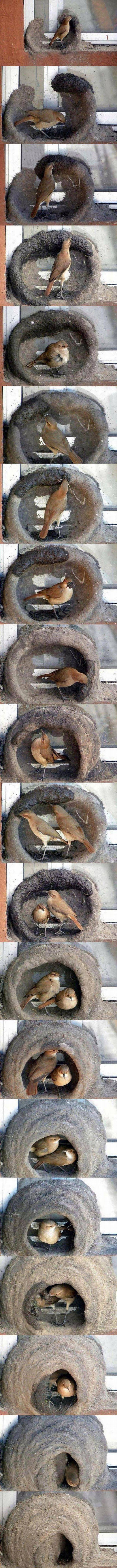 真实大象的照片,在野外拍到的真实大象