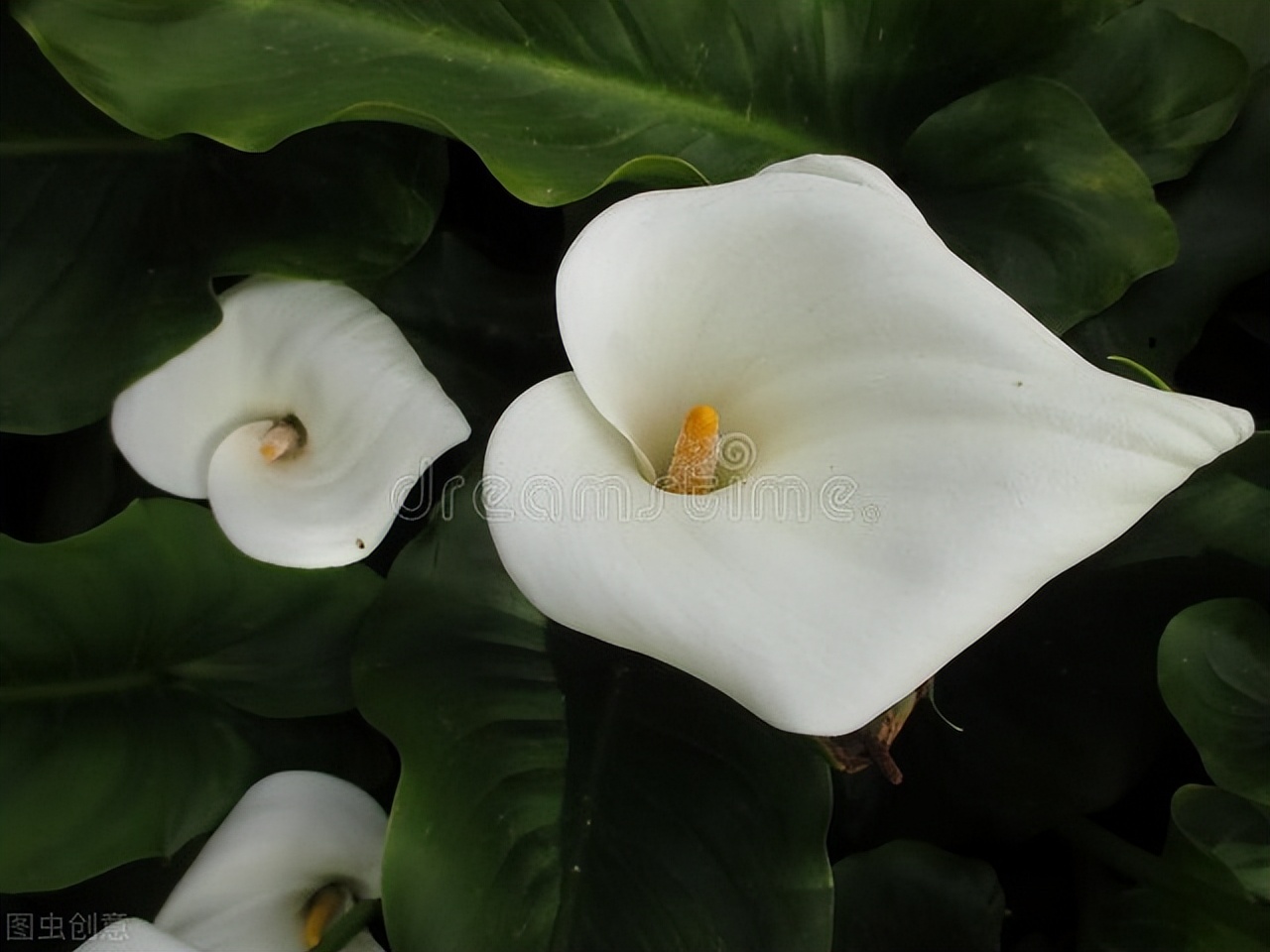 马蹄莲怎么养护才能长得好,盆栽马蹄莲的养护与管理技术