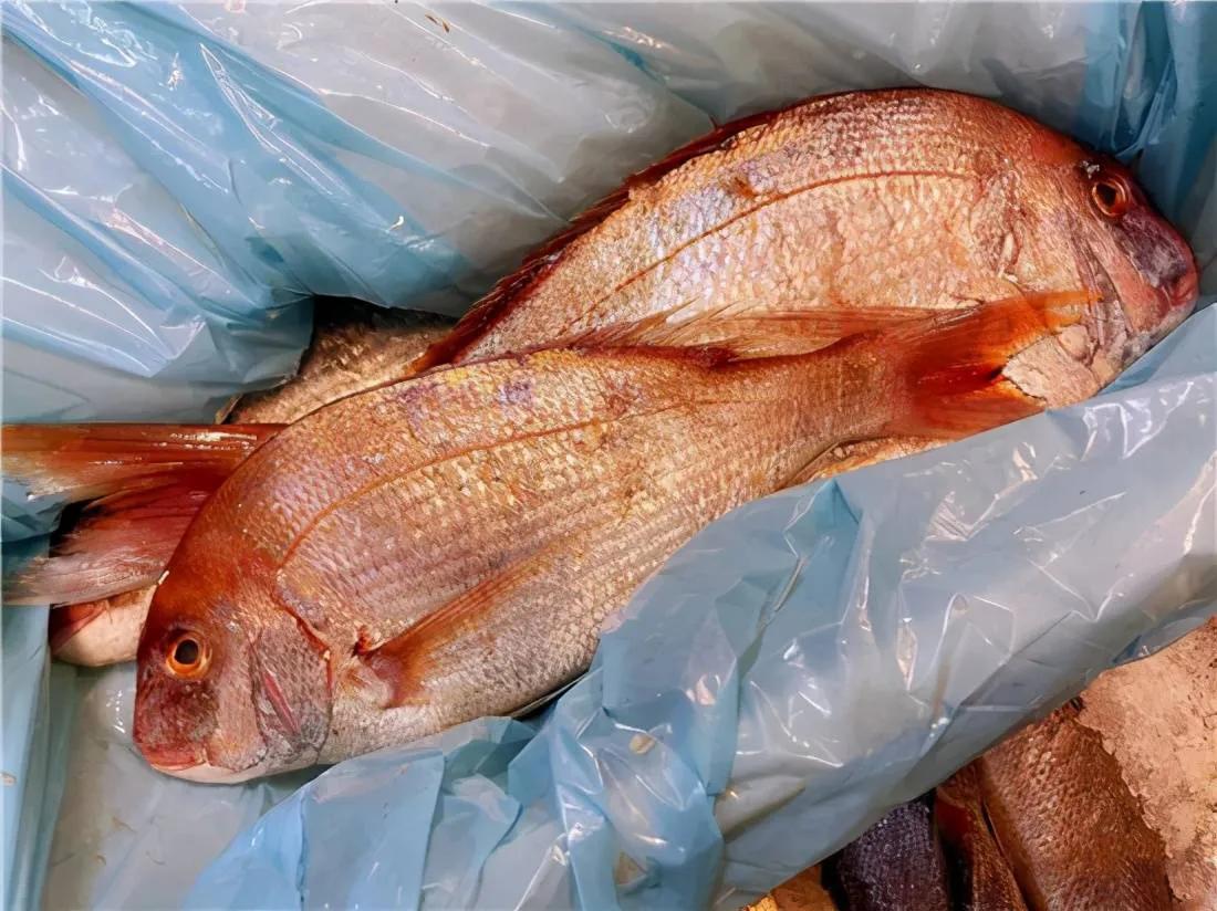 100种常见海鱼大全,常吃的海鱼图片及介绍