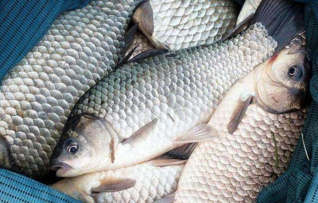 春天不要错过这三种鱼,立春吃什么鱼最好呢