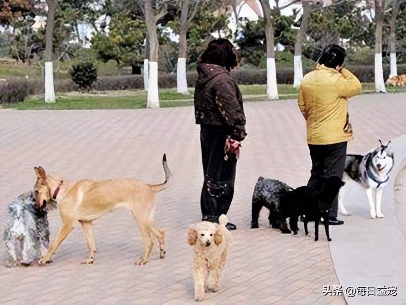 狗狗误食异物中毒怎么办,狗狗误食有毒食物死亡