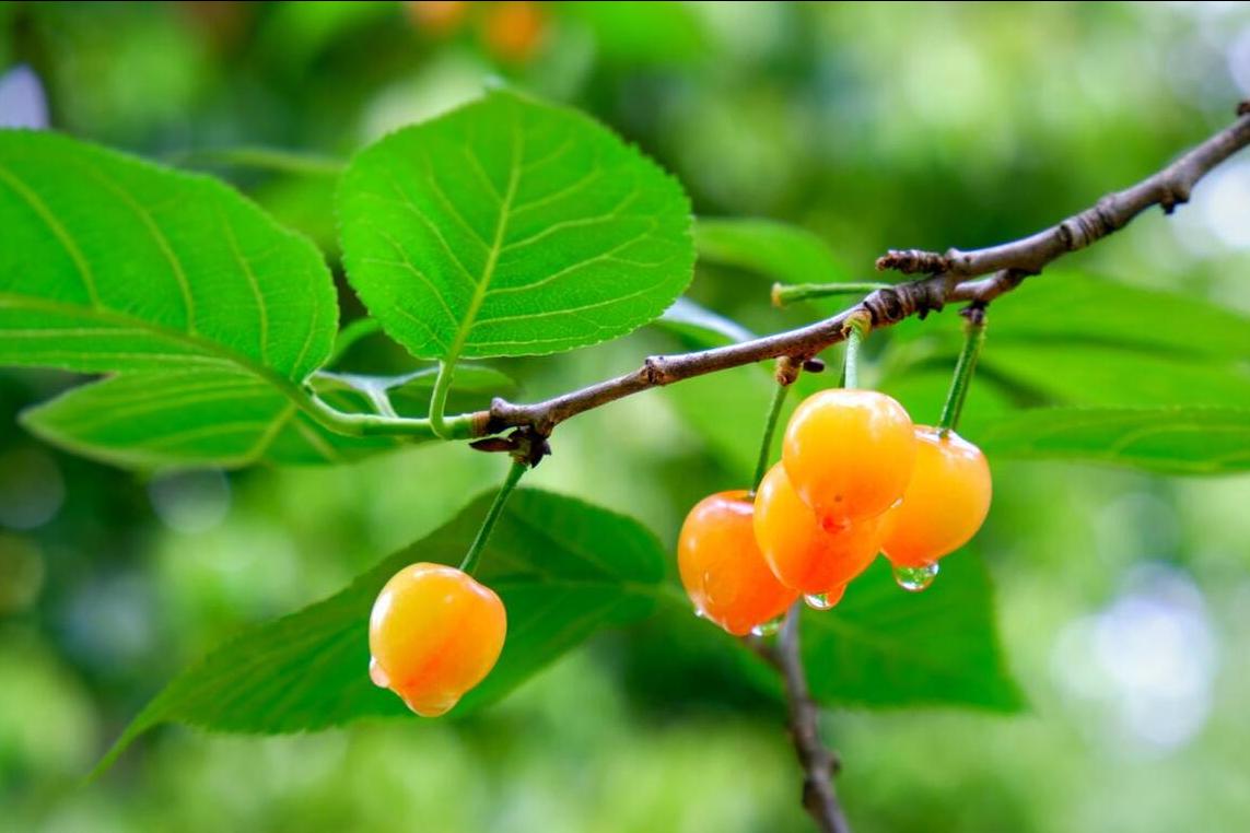 樱桃采摘园樱桃能直接吃吗,大樱桃采摘节吃法