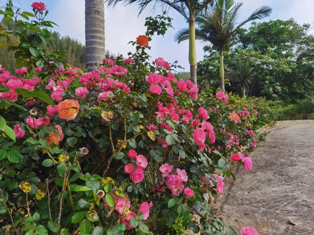 五一适合去哪旅游东山岛,东山岛旅游攻略一天游玩