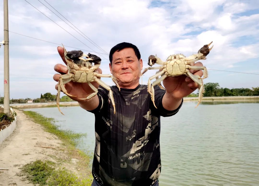 幼蟹养殖成活率,蟹的养殖技术有哪些