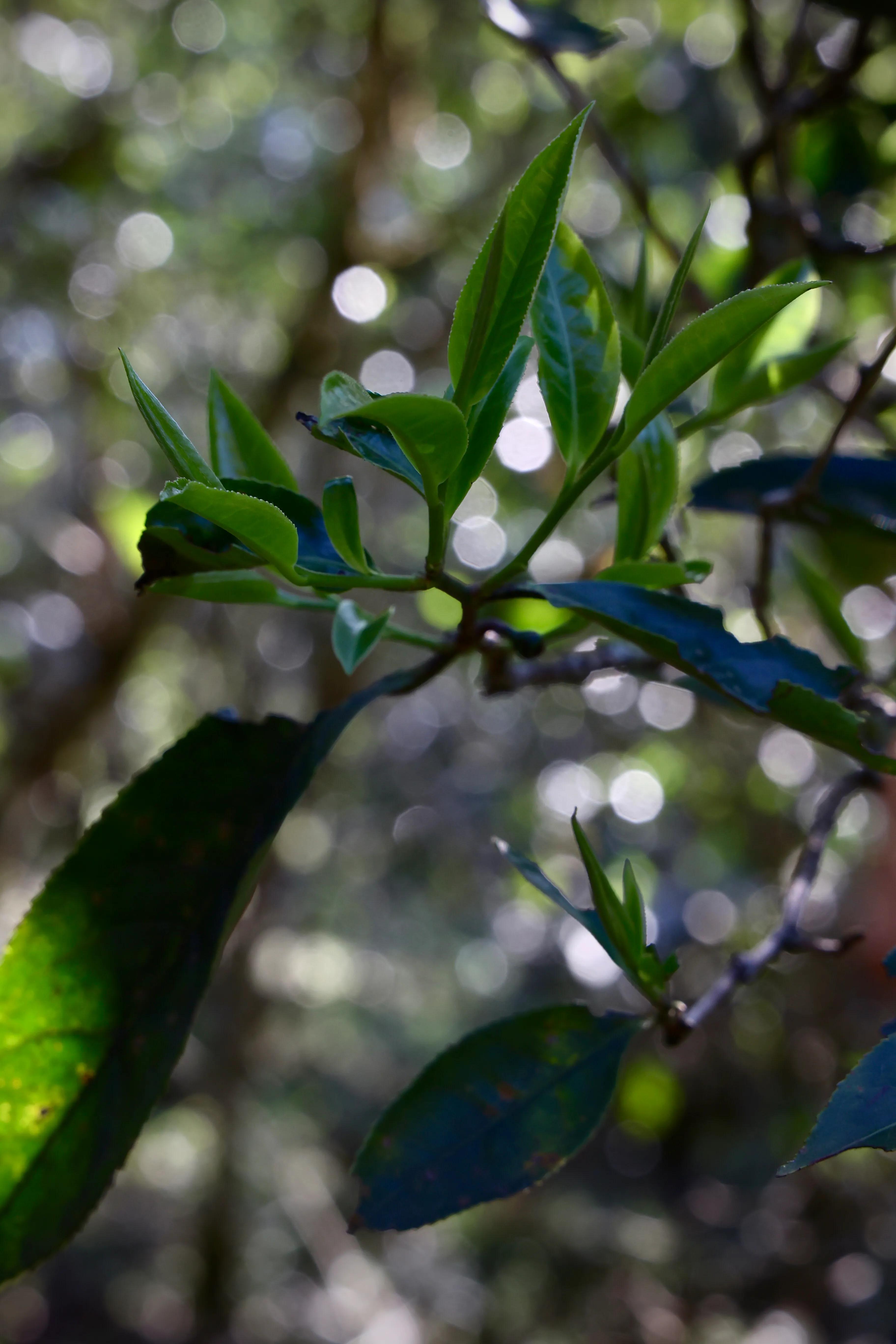 普洱茶皇冠上的明珠,普洱茶的十大名寨排名