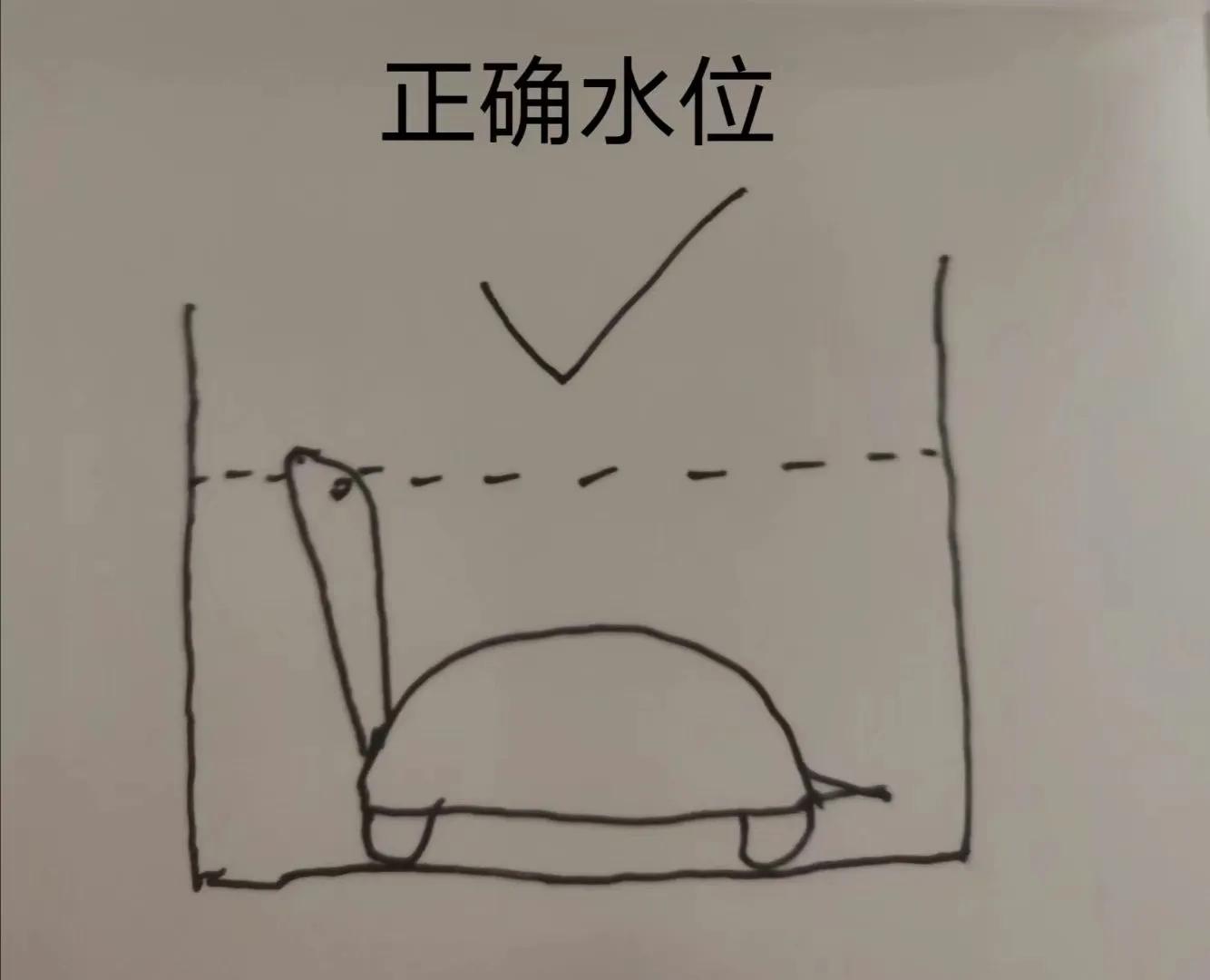 宠物水龟怎么养活得快些,新手养半水龟怎么养