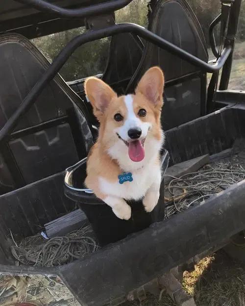 雪纳瑞小型犬最聪明的排行榜,边境牧羊犬柯基雪纳瑞