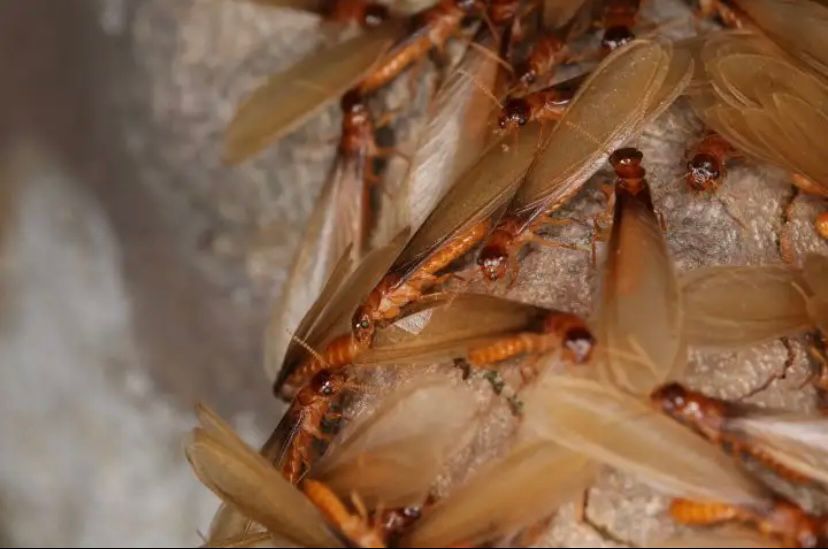 防治白蚁找政府哪个部门,白蚁吃蔬菜根部怎么防治