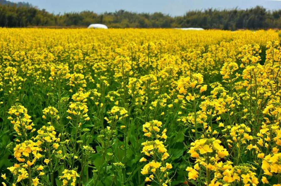 直喷式柴油机燃用菜籽油生物柴油的试验研究