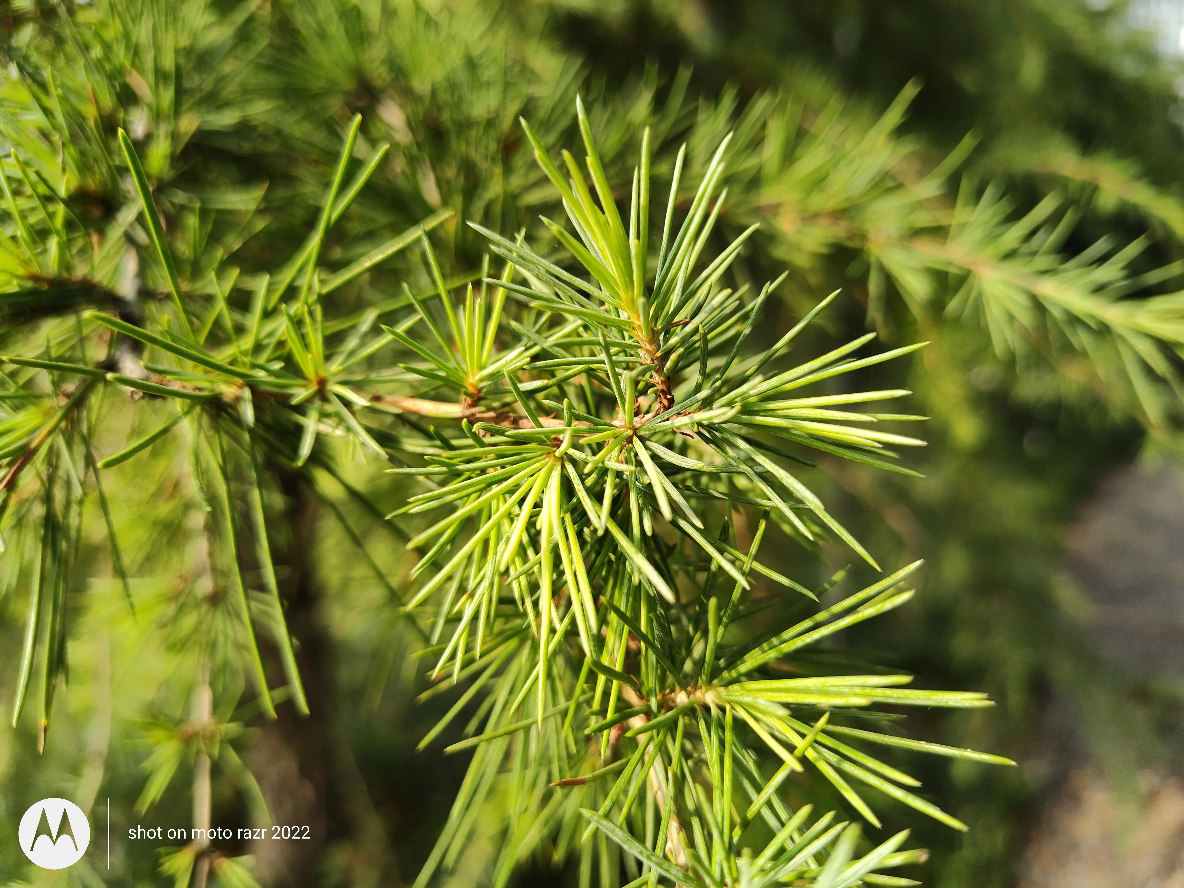 motorazr2022能打游戏吗,motorazr2022款屏幕