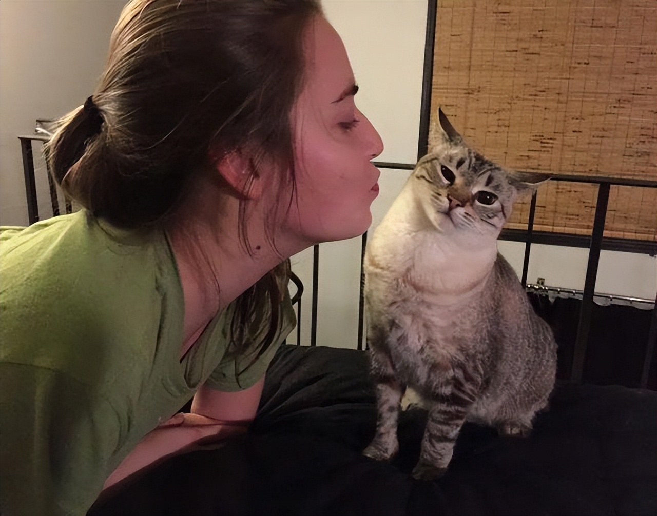 为什么想亲猫咪会用爪子把你推开,亲猫咪的时候为什么它会追你