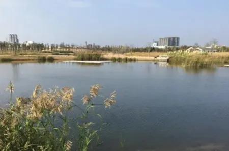 源自不系舟微博《鹦鹉洲》