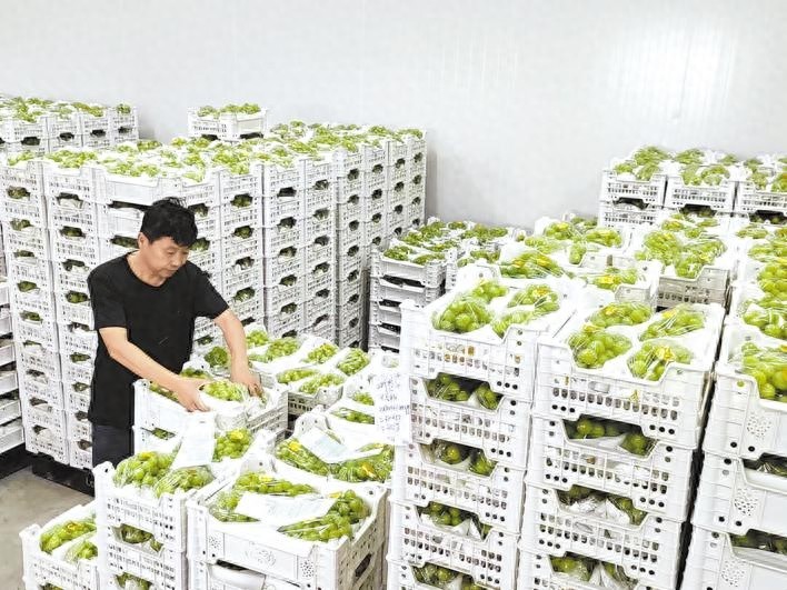 种植阳光玫瑰一年利润多少,阳光玫瑰40亩卖700多万