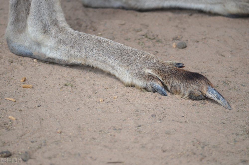 袋鼠整天一跳一跳的不伤膝盖吗,袋鼠一直跳