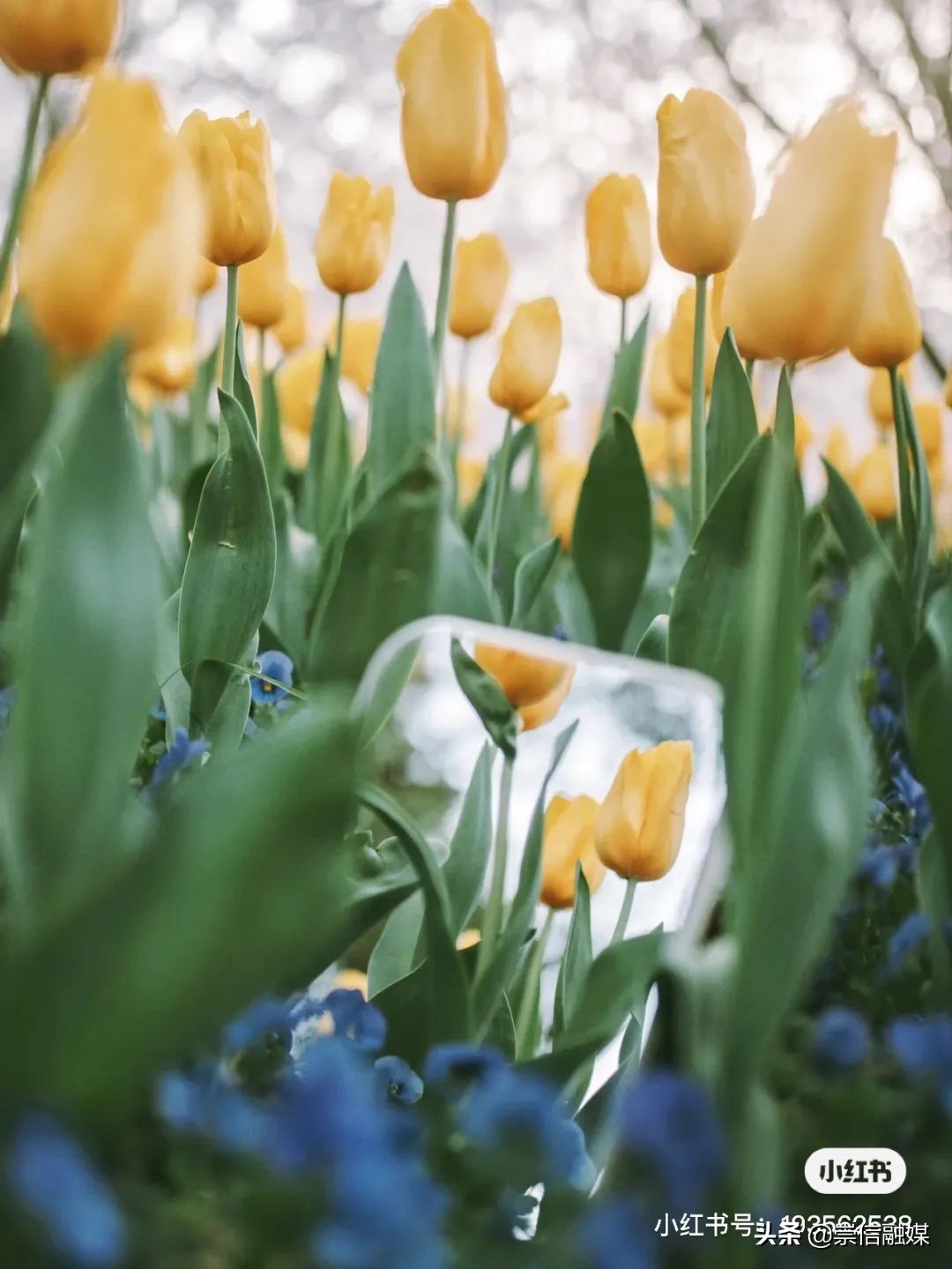 上海的浪漫鲜花,上海最美的鲜花