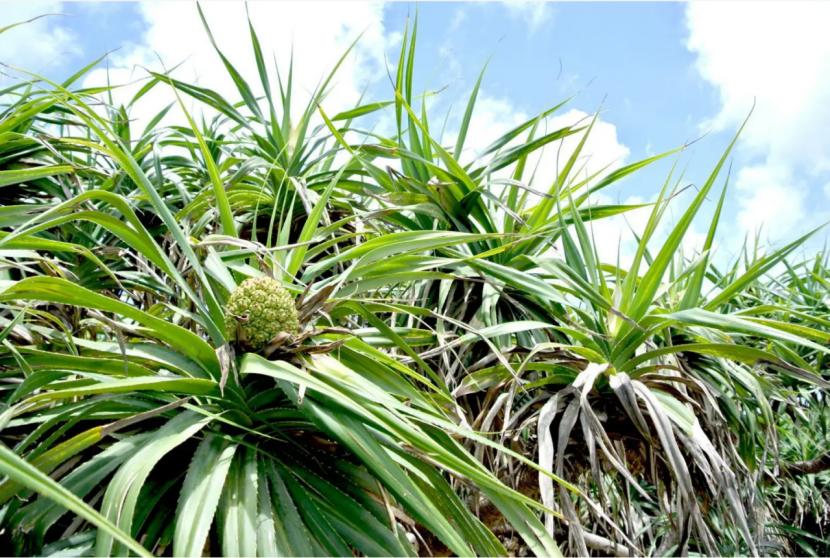 山菠萝与假菠萝有什么区别,海南野菠萝什么时候能吃