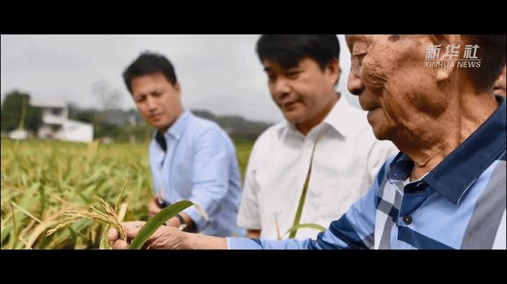 梦想种子发芽视频,梦想种子的视频