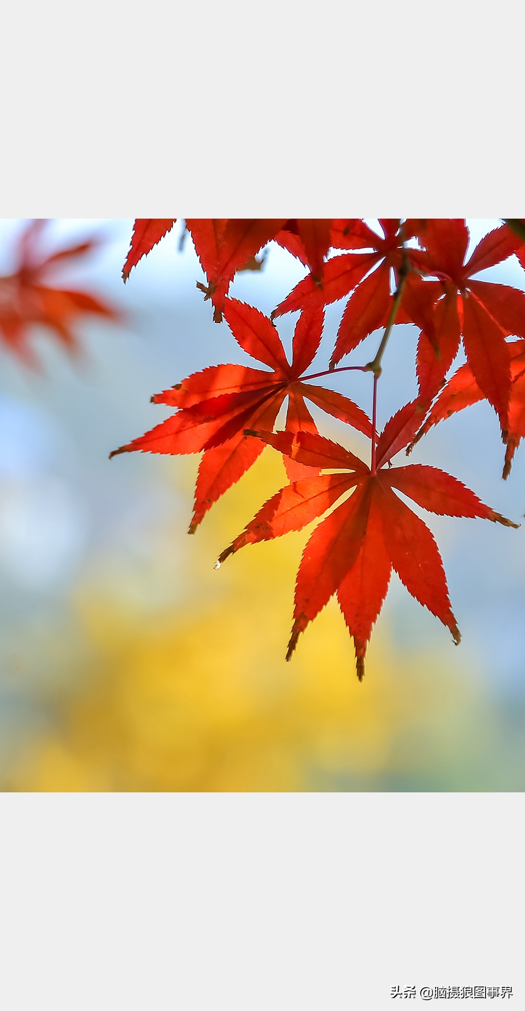 掌握的20个摄影构图法,拍摄照片常用的四种构图是哪几个