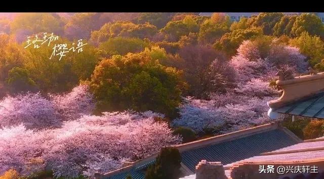 为这所大学点赞！那年那地那校，疫中的那批毕业生成为最幸福的人