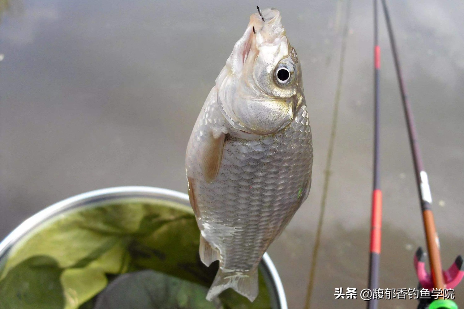 钓小鲫鱼技巧视频教程,钓小鲫鱼的技巧与方法