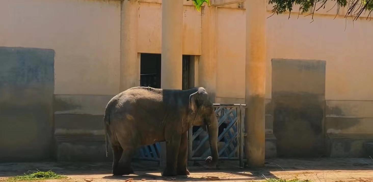 亚洲象腿疾复发，园方称正精心诊疗，将安装轮胎墙缓解象腿压力