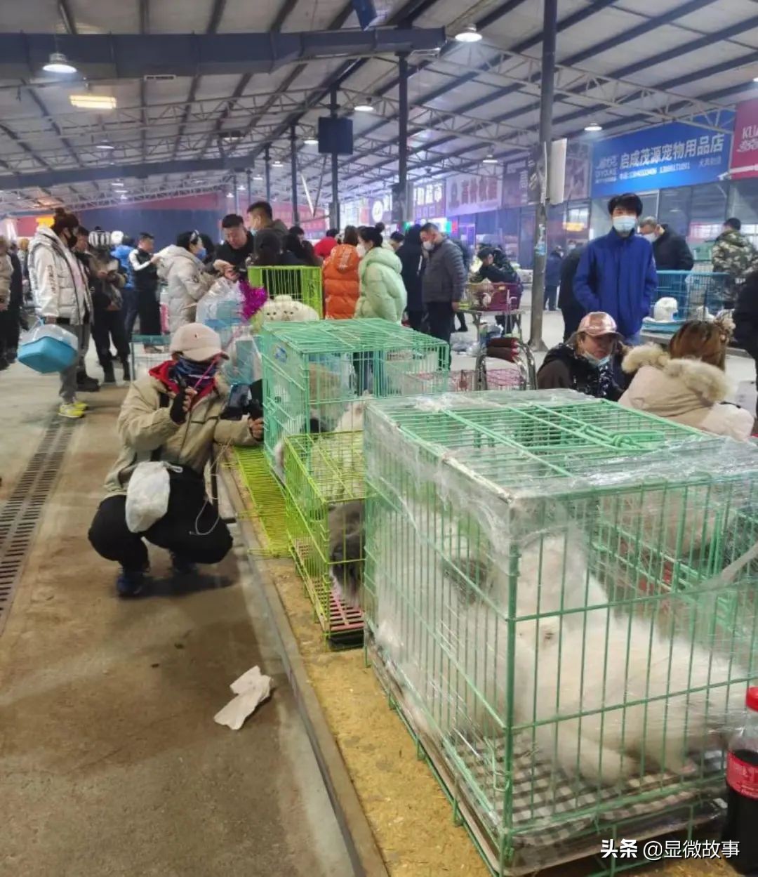 800元的布偶猫,800块钱宠物猫