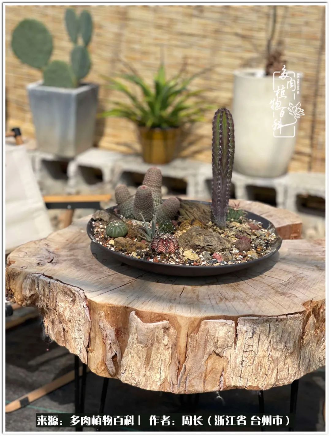 云南树脂粘土多肉组合拼盘创意,多肉拼盘的五个要点是什么