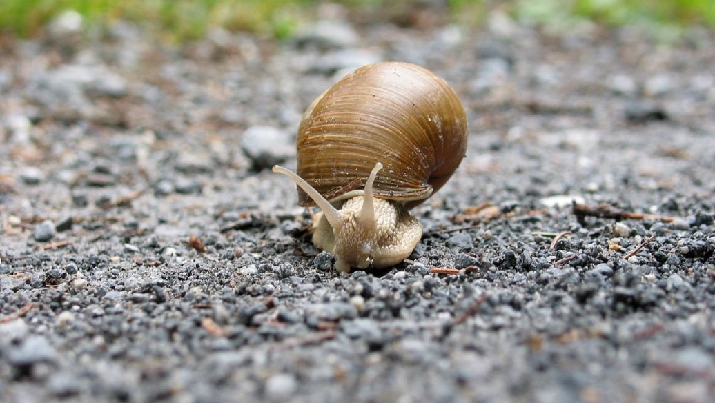 蜗牛可以做花肥吗,蜗牛做美容产品