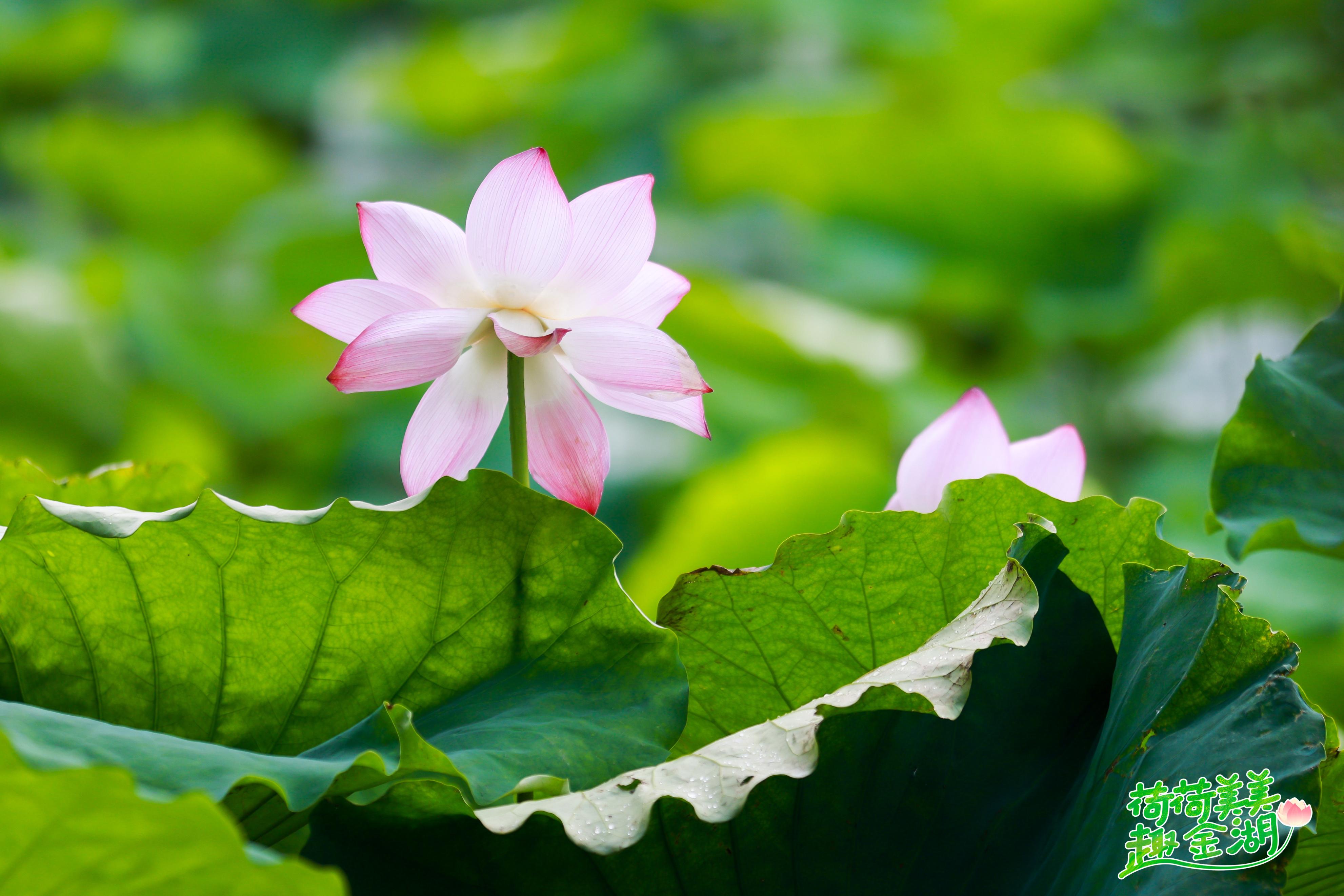 “荷荷美美趣金湖”全媒体达人采风行见证金湖美丽绽放