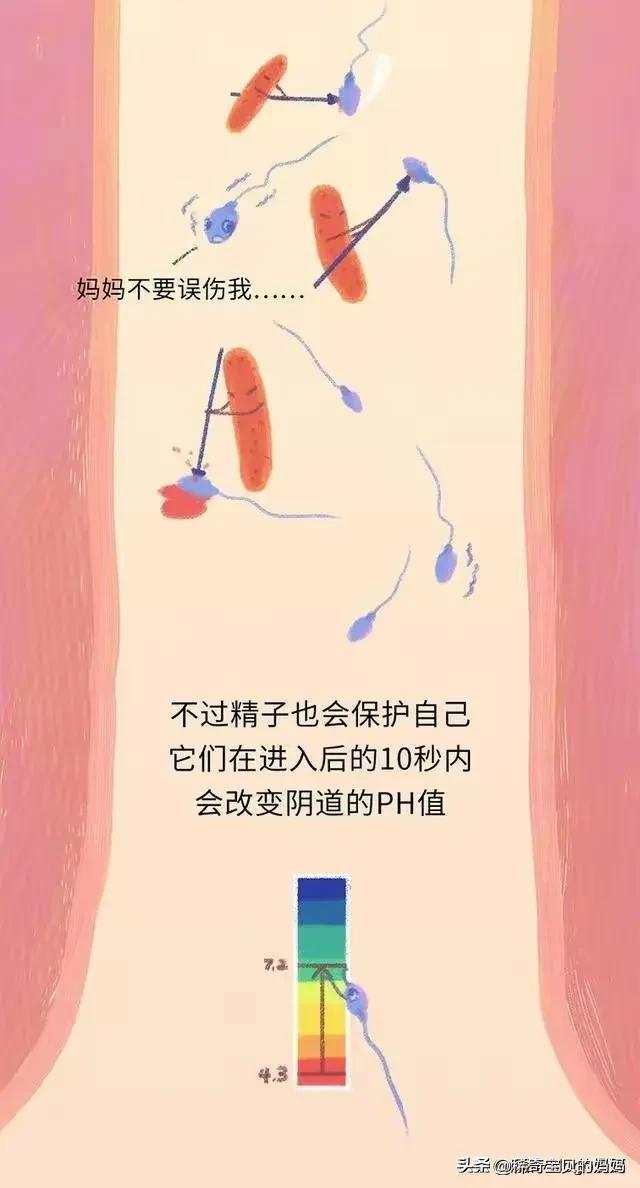 精子进入女生体内的24小时，都发生了些什么？励志漫画