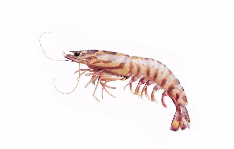 九节虾和竹节虾有啥区别,竹节虾和基围虾哪种虾好